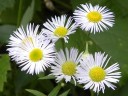 More Daisy Fleabane
