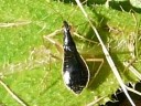Damsel Bugs