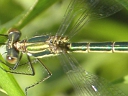 Emerald female