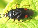 Deraeocoris ruber