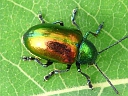 Leaf Beetles