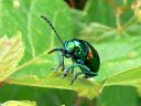 More Dogbane Leaf Beetles