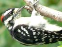 More Downy Woodpeckers