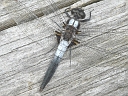 Chalk-fronted Corporal
