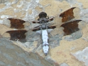 More White Tail Dragonflies