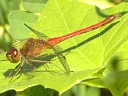 Autumn Meadowhawk male