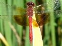 Band-winged Meadowhawk male