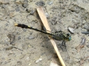 Clubtail Dragonflies
