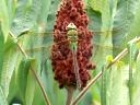 Darner Dragonflies