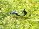 More Eastern Pondhawk Dragonflies