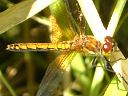 Black Meadowhawk female
