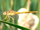 More Autumn Meadowhawk Dragonflies