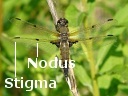 4-spotted Skimmer Dragonfly