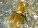 Skimmer Dragonflies