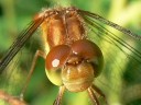 More Autumn Meadowhawk Dragonflies