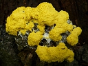 Dog Vomit Slime Mould