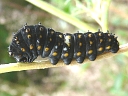 Eastern Black larva