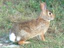 More Eastern Cottontails