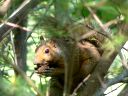 More Eastern Gray Squirrels
