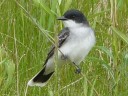 More Eastern Kingbirds
