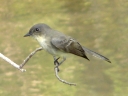More Eastern Phoebes