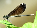 Ebony Jewelwing female
