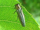 Emerald Ash Borer
