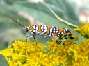 Ermine Moths
