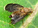 Eutreta noveboracensis