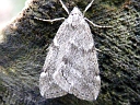 Fall Cankerworm male