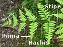 Bracken Fern