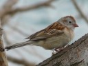 More Field Sparrows