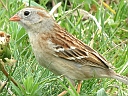 More Field Sparrows