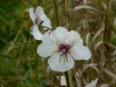 Figwort Family