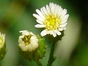 More Canada Fleabane