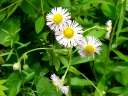 More Philadelphia Fleabane