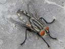 Flesh Flies