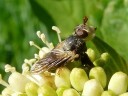 Thick-headed Flies