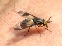 Horse & Deer Flies