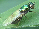 More Microchrysa Soldier Flies
