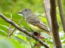 More Great Crested Flycatchers