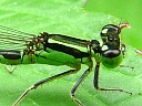 Eastern Forktail male