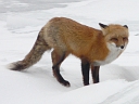 More Red Fox