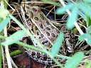 More Northern Leopard Frogs