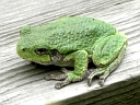 More Gray Tree Frogs