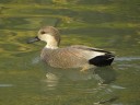 More Gadwall Ducks