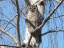 More Great Horned Owls