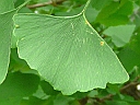 More Ginkgo