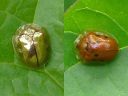 Golden Tortoise Beetle