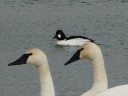 More Common Goldeneye Ducks